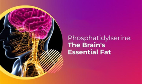 How Does Phosphatidylserine Powder Support Memory and Cognitive Function?